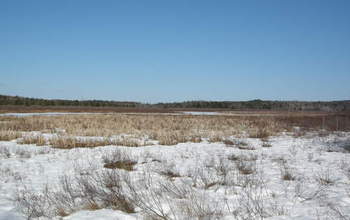 wetlands covered in ice and snow.
